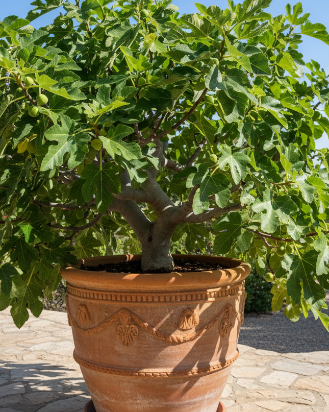 LSU Gold Fig Tree In container 