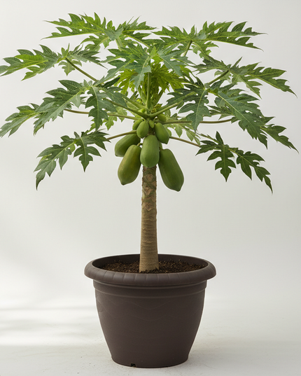 Maradol Red Dwarf Papaya Tree