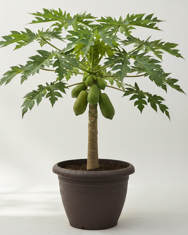 Maradol Red Dwarf Papaya Tree