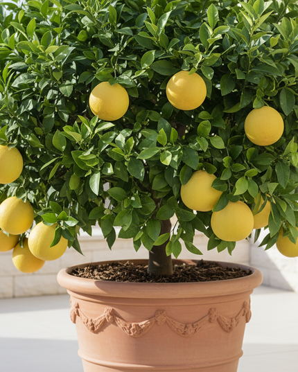 Melogold Grapefruit Tree Container 