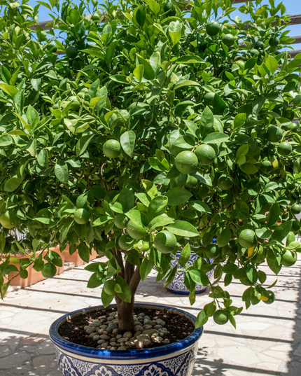 Palestine Sweet Lime Tree Container 