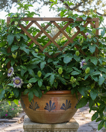 Panama Passion Fruit Plant In container with trellis 