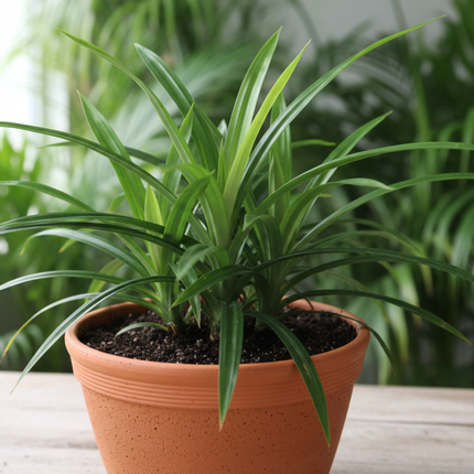 Pandan plant in container 