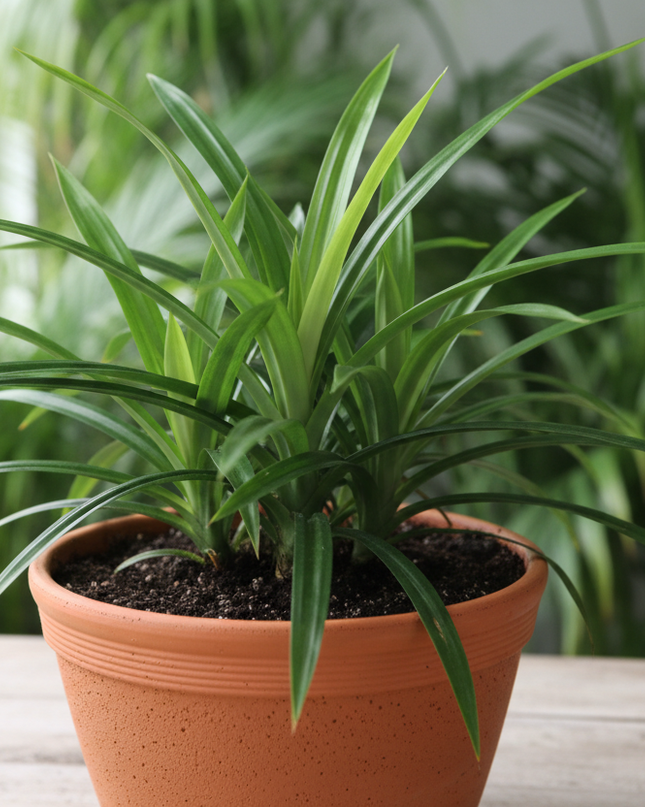 Pandan plant in container 