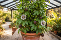 Possum Purple Passion Fruit Plant In container with trellis 
