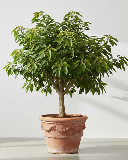 Simmonds Avocado Tree In container 