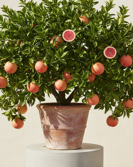 Star Ruby Grapefruit Tree Container 