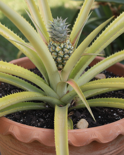 Sugar loaf pineapple plant in container