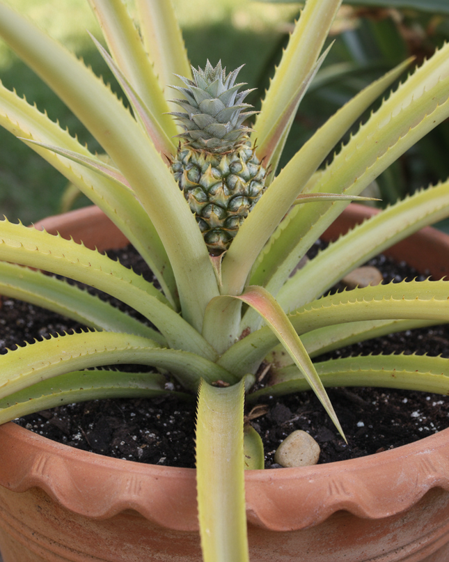 Sugar loaf pineapple plant in container