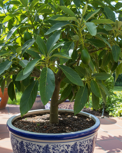 Super Haas (Oo La La) Avocado Tree In container 
