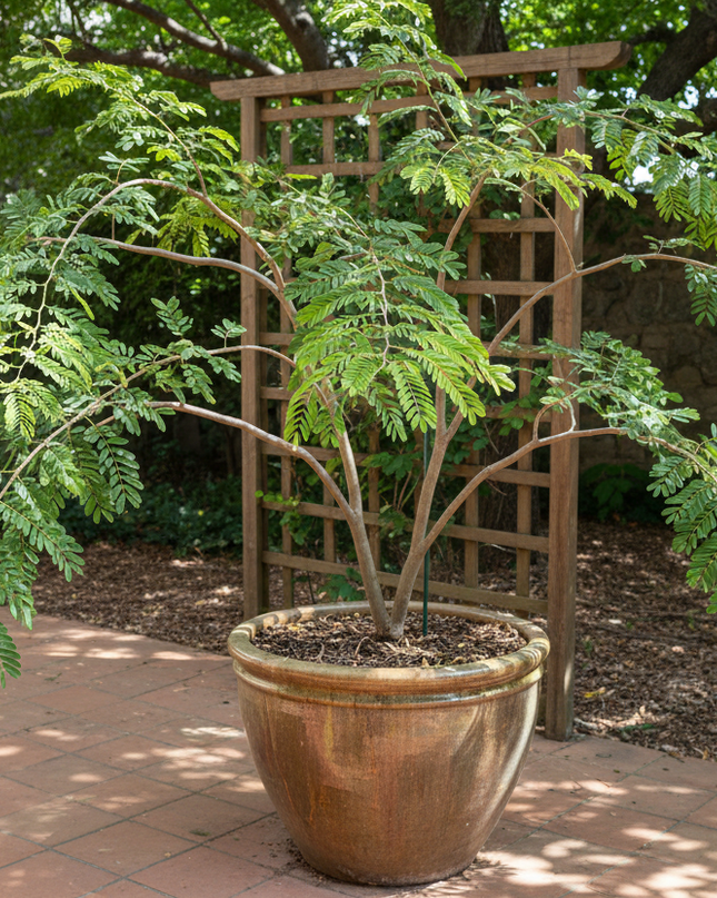 Tamarind (Sour) Tree In container 