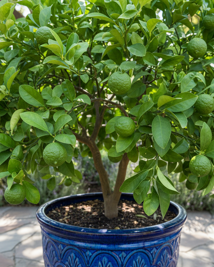 Thornless Mexican Lime Tree Container 
