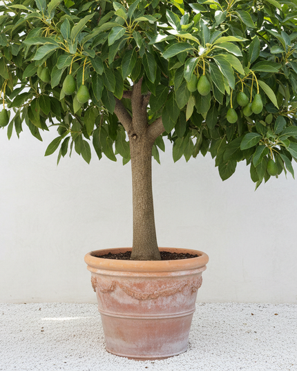 Tonnage Avocado Tree in container 