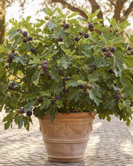 Violet de Bordeaux Fig Tree In container 