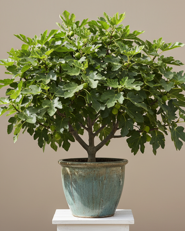 White Marseilles Fig Tree In container 