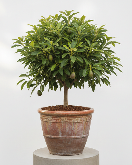 Wurtz (Little Cado) Avocado Tree In container