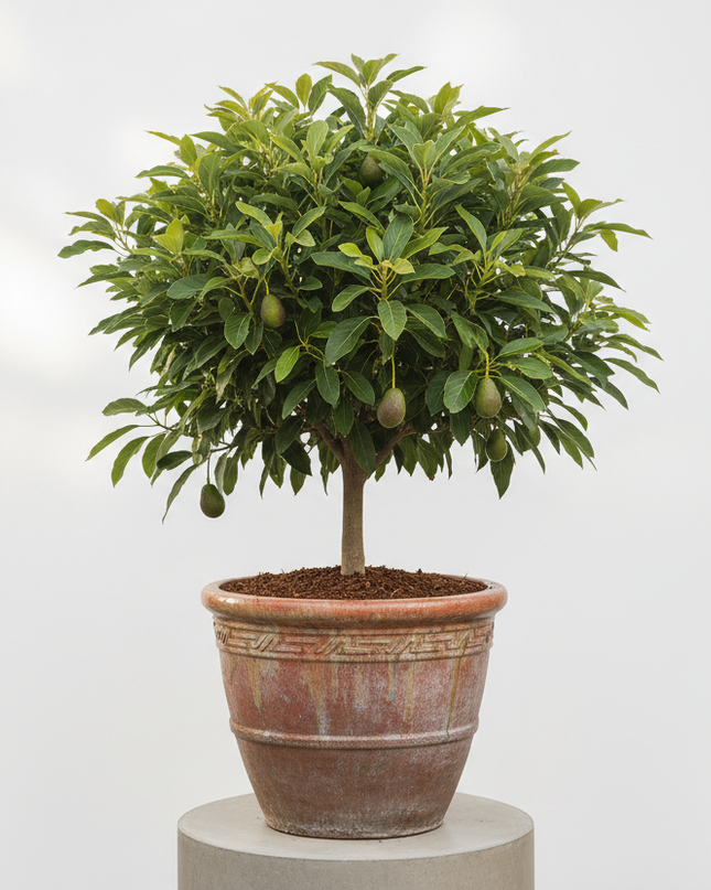 Wurtz (Little Cado) Avocado Tree In container