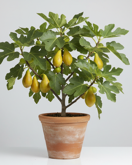 Yellow Long Neck Fig Tree In container 