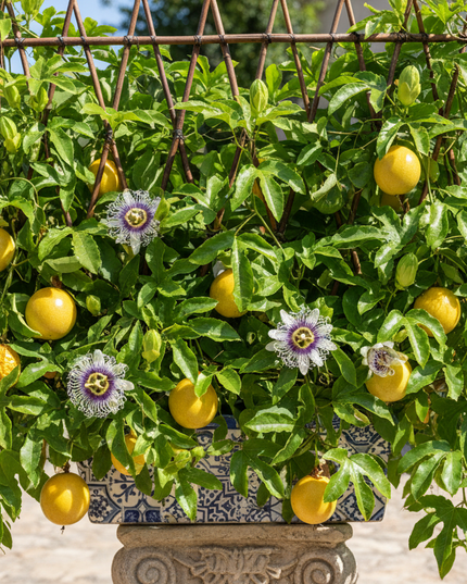 Yellow Passion Fruit Plant In container with trellis 