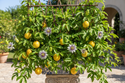 Yellow Passion Fruit Plant In container with trellis 
